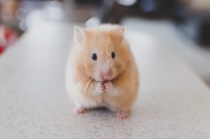 keep mice away