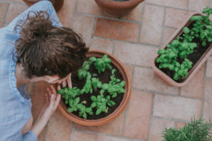 herbs in garden