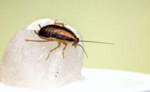 detect pests in your home