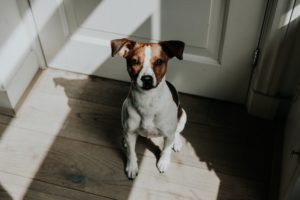 tips for pet owners